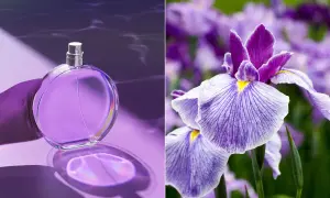Fioletowa butelka perfum i zbliżenie na fioletowe irysy. Zapach irysa w perfumach jest subtelny i elegancki.