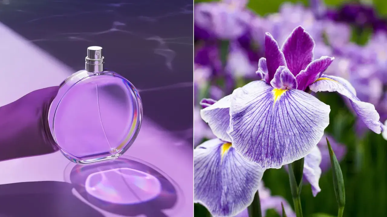 Fioletowa butelka perfum i zbliżenie na fioletowe irysy. Zapach irysa w perfumach jest subtelny i elegancki.